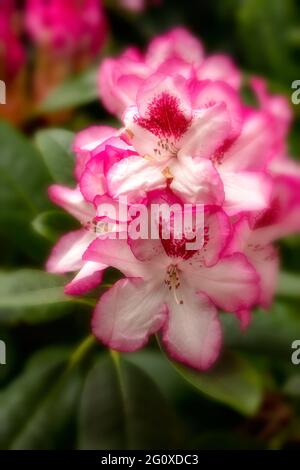 Rhododendron Hachmann's Charmant flowers and foliage, natural flower portrait Stock Photo