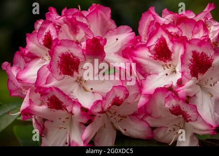 Rhododendron Hachmann's Charmant flowers and foliage, natural flower portrait Stock Photo