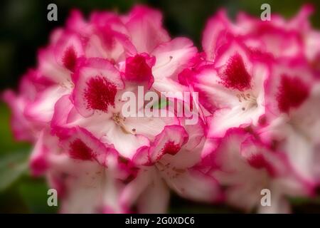 Rhododendron Hachmann's Charmant flowers and foliage, natural flower portrait Stock Photo