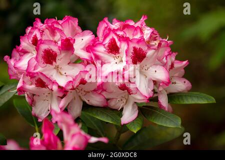 Rhododendron Hachmann's Charmant flowers and foliage, natural flower portrait Stock Photo