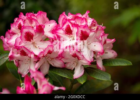 Rhododendron Hachmann's Charmant flowers and foliage, natural flower portrait Stock Photo