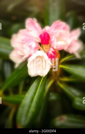 Rhododendron yakushimanum, Yakushima rhododendron, Rhododendron yakushimanum 'Alpina', Rhododendron metternichii var. yakushimanum,