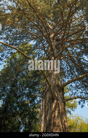 Pinus nigra subsp. Salzmannii, Corsican pine, Salzmann's pine Stock Photo