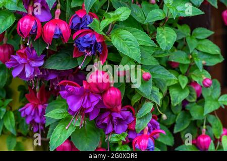 Detail of the flowering of a Fuchsia triphylla plant Stock Photo