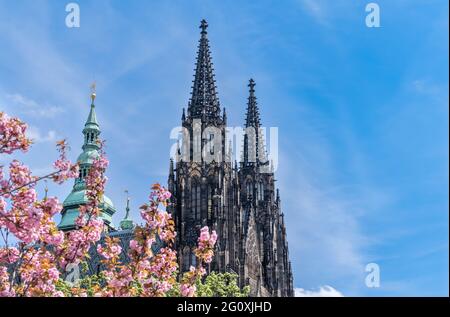 The towers of St Vitus Cathedral in spring, Prague castle, Czech Republic. Blossomed tree. Stock Photo
