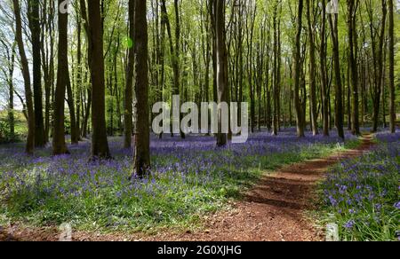 Path through Bluebells - Hyacinthoides non-scriptus in Beech Woodland Stock Photo
