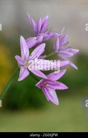 Pink Lily Leek - Allium oreophilum, garden onion flower Stock Photo