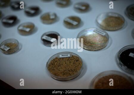 The International Rice Research Institute (IRRI) at Los Baños, Philippines. Stock Photo