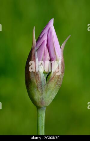 Pink Lily Leek - Allium oreophilum, Closeup of flower bud Stock Photo
