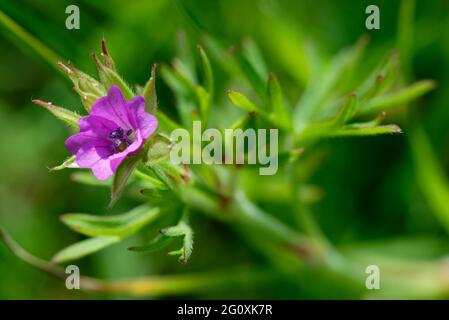 Cut-leaved Crane's-bill - Geranium dissectum, Flower & Leaf Stock Photo