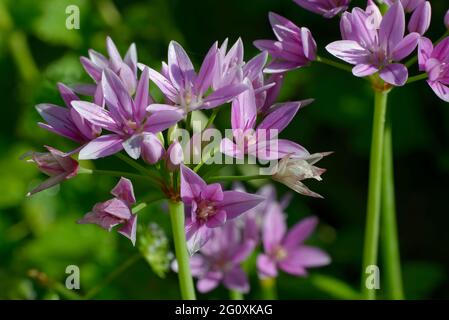 Pink Lily Leek - Allium oreophilum, garden onion flower Stock Photo
