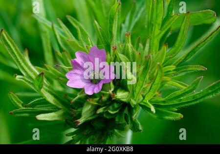 Cut-leaved Crane's-bill - Geranium dissectum, flower, buds & Leaves Stock Photo