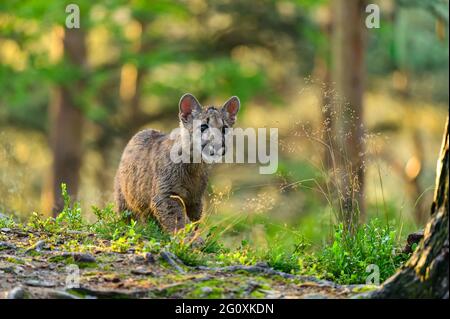 The cougar (Puma concolor) in the forest at sunrise. Young dangerous carnivorous beast.