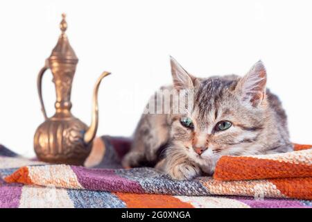 tabby cat with oriental carpet and brass teapot on white background Stock Photo