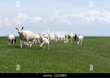 Cute little lambs and sheep on a dike in fresh spring  green meadow in the sun Stock Photo