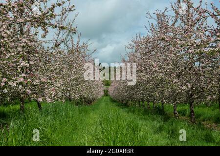 Two rows of apple trees in blossom in a modern cider orchard Stock Photo