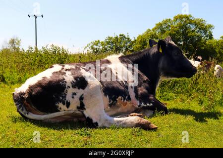 black and white cow Stock Photo