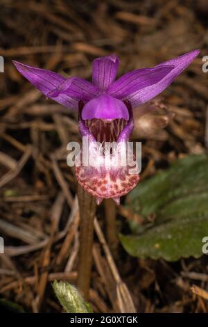 Fairyslipper or Deer's-head Orchid (Calypso bulbosa) Stock Photo