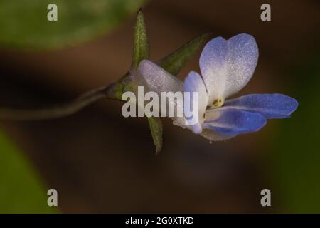 Small-flowered Blue-eyed Mary (Collinsia parviflora) Stock Photo