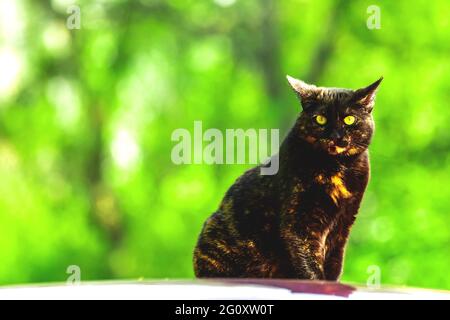 Scared stray cat sitting on the car roof, homeless animals concept, green greenery background photo Stock Photo