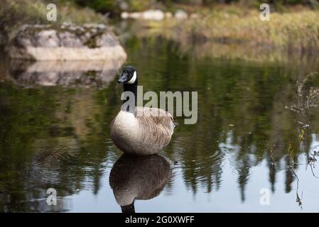 Canada goose quebec city address sale