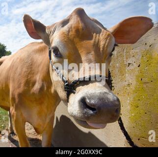 funny cute cow on a farm looking curious in camera Stock Photo - Alamy