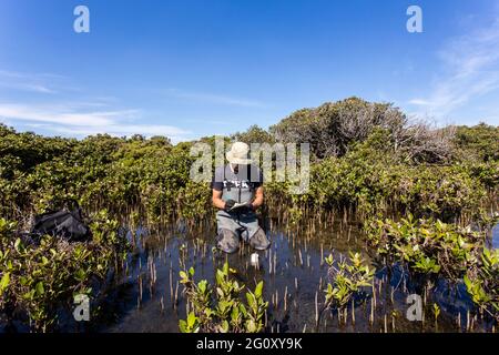 Scientist collecting a sediment core to asses carbon sequestration rates in the sediment of mangroves.