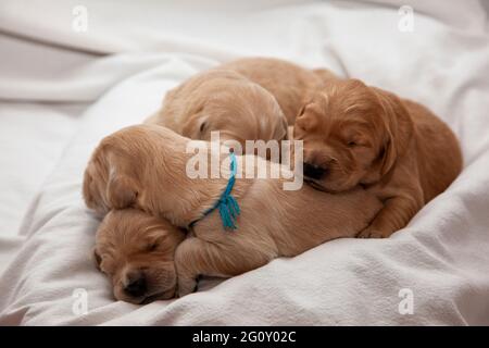 four new labrador or golden puppies have piled on top of each other for warmth while they sleep Stock Photo
