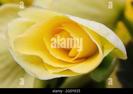 Macro of the center of a yellow begonia flower Stock Photo
