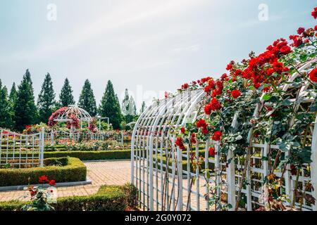 Rose garden at Ilsan Lake Park in Goyang, Korea Stock Photo