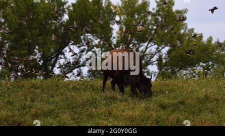 An American buffalo at the Neal Smith National Wildlife Refuge on Aug. 5, 2020, grazes at the crest of a hill oblivious to the flock of birds flying n Stock Photo