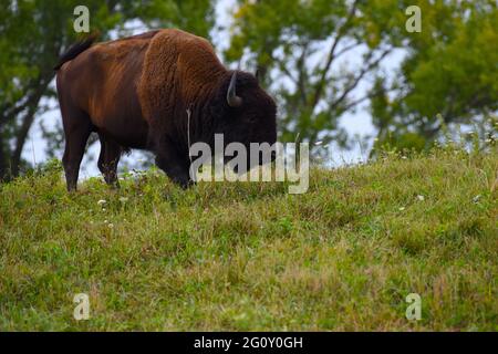 An American buffalo bull stands at the crest of a hill at the Neal Smith National Wildlife Refuge on Aug. 5, 2020. Stock Photo