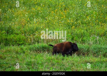 An American buffalo bull moves along the base of a hill covered with wildflowers at the Neal Smith National Wildlife Refuge on Aug. 5, 2020. Stock Photo