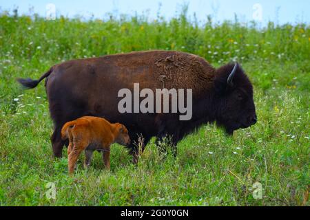 An American buffalo calf stays close to its mother at the Neal Smith National Wildlife Refuge on Aug. 5, 2020. Stock Photo