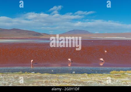 Laguna Colorada (red lagoon) with James Flamingo (Phoenicoparrus jamesi) colony, Eduardo Avaroa wildlife reserve, Uyuni, Bolivia. Stock Photo