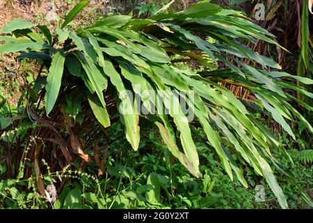 Black cardamom is a red stemmed, tall, clustering, evergreen with abundant glossy, slim, tropical leaves. The mostly yellow or white flowers form at t Stock Photo