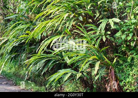Black cardamom is a red stemmed, tall, clustering, evergreen with abundant glossy, slim, tropical leaves. The mostly yellow or white flowers form at t Stock Photo