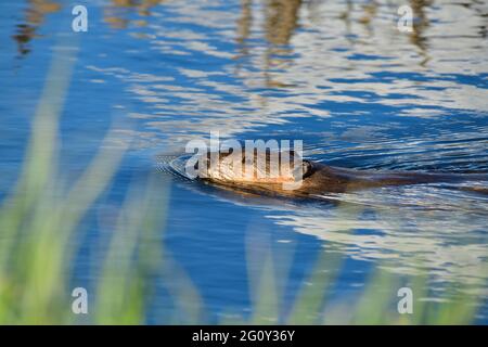 A wild Canadian Beaver 'Castor canadensis', swimming in his beaver pond in rural Alberta Canada. Stock Photo