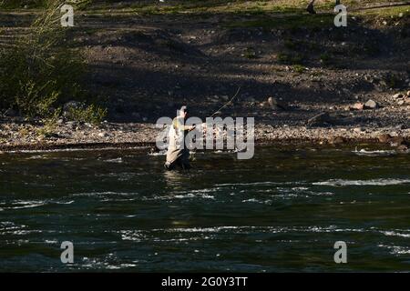 Wildlife animals in Teton National Park Wyoming Stock Photo