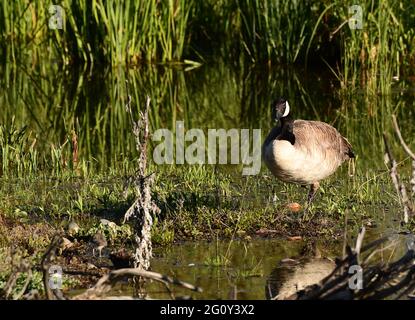 Wildlife animals in Teton National Park Wyoming Stock Photo