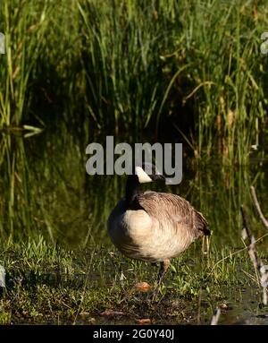 Wildlife animals in Teton National Park Wyoming Stock Photo