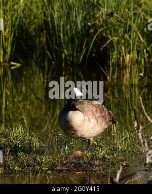 Wildlife animals in Teton National Park Wyoming Stock Photo