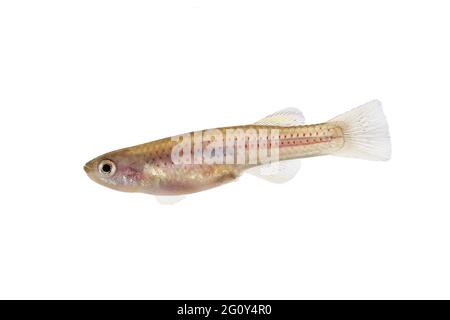 Red-Striped Killifish Male Aphyosemion striatum tropical aquarium fish Stock Photo