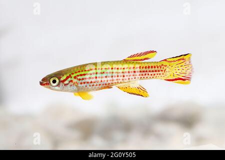 Red-Striped Killifish Male Aphyosemion striatum tropical aquarium fish Stock Photo