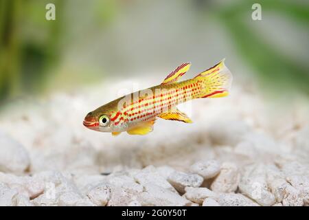 Red-Striped Killifish Male Aphyosemion striatum tropical aquarium fish Stock Photo