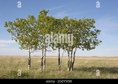 Trembling aspen stand on Canadian prairie grassland with green spring foliage in Nose Hill park. (Populus tremuloides) Stock Photo