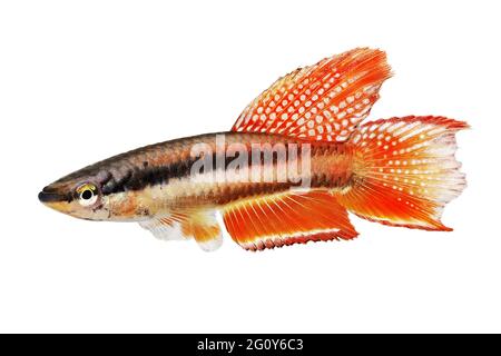 Lagos Red Killifish aquarium fish Killi Aphyosemion bitaeniatum Stock Photo