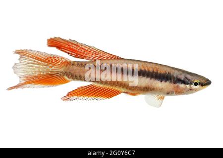 Lagos Red Killifish aquarium fish Killi Aphyosemion bitaeniatum Stock Photo