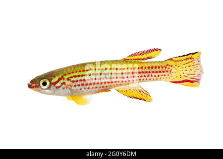 Red-Striped Killifish Male Aphyosemion striatum tropical aquarium fish Stock Photo