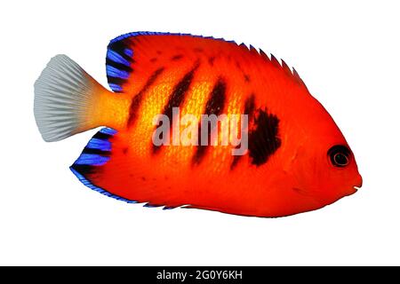 Flame Angelfish aquarium marine fish Centropyge loriculus Stock Photo